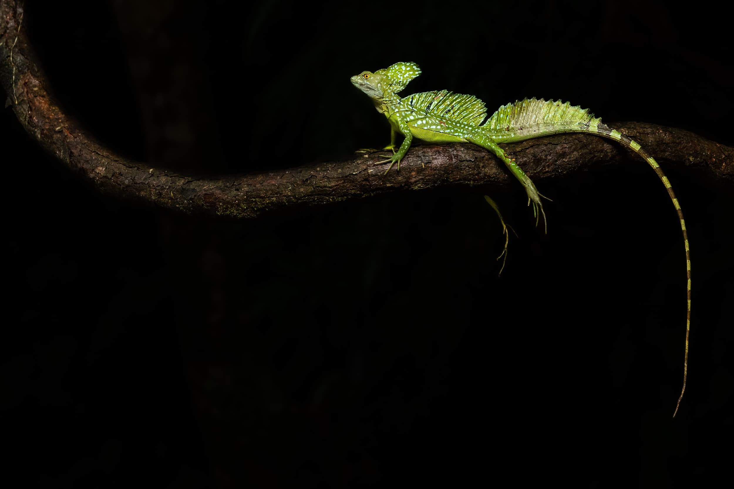 A green basilisk lizard on a branch.