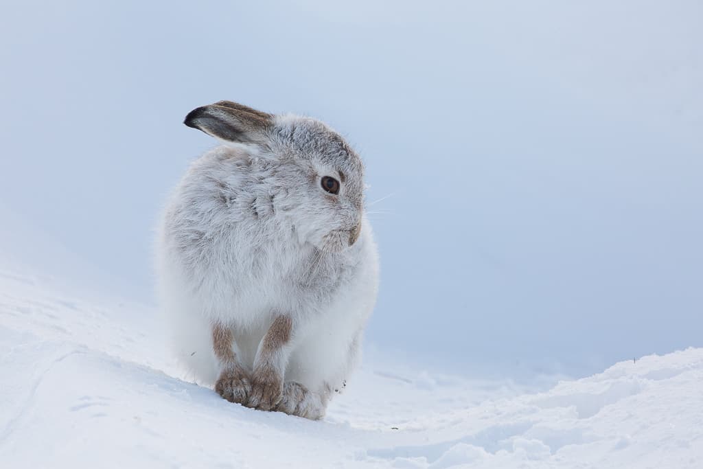 Mountain hare standing alert in the snow, its thick white winter coat blending into the pale landscape.
