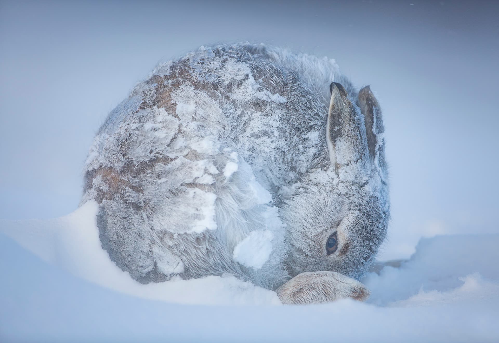 Mountain hare curled up in deep snow, its frost-covered winter coat blending almost completely into the icy landscape.