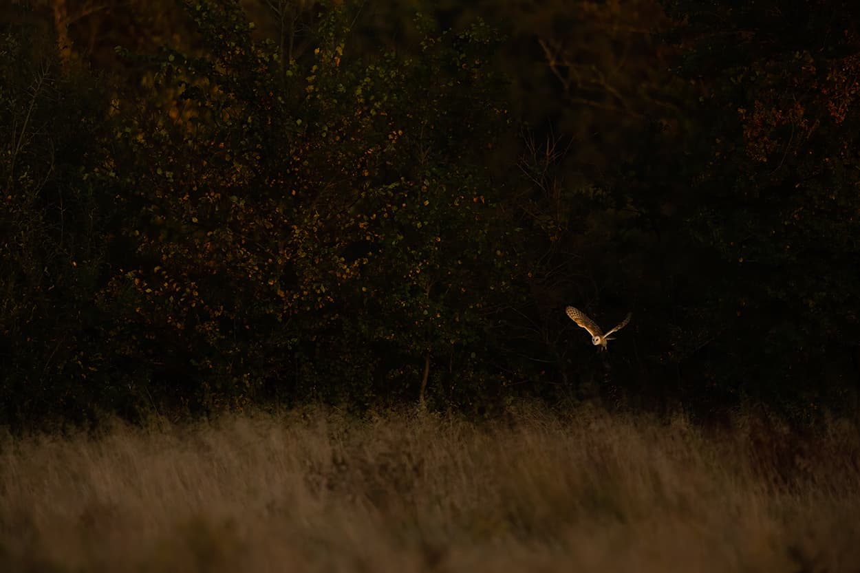 Barn owl flying low over a golden meadow, illuminated against the shadowed woodland behind.