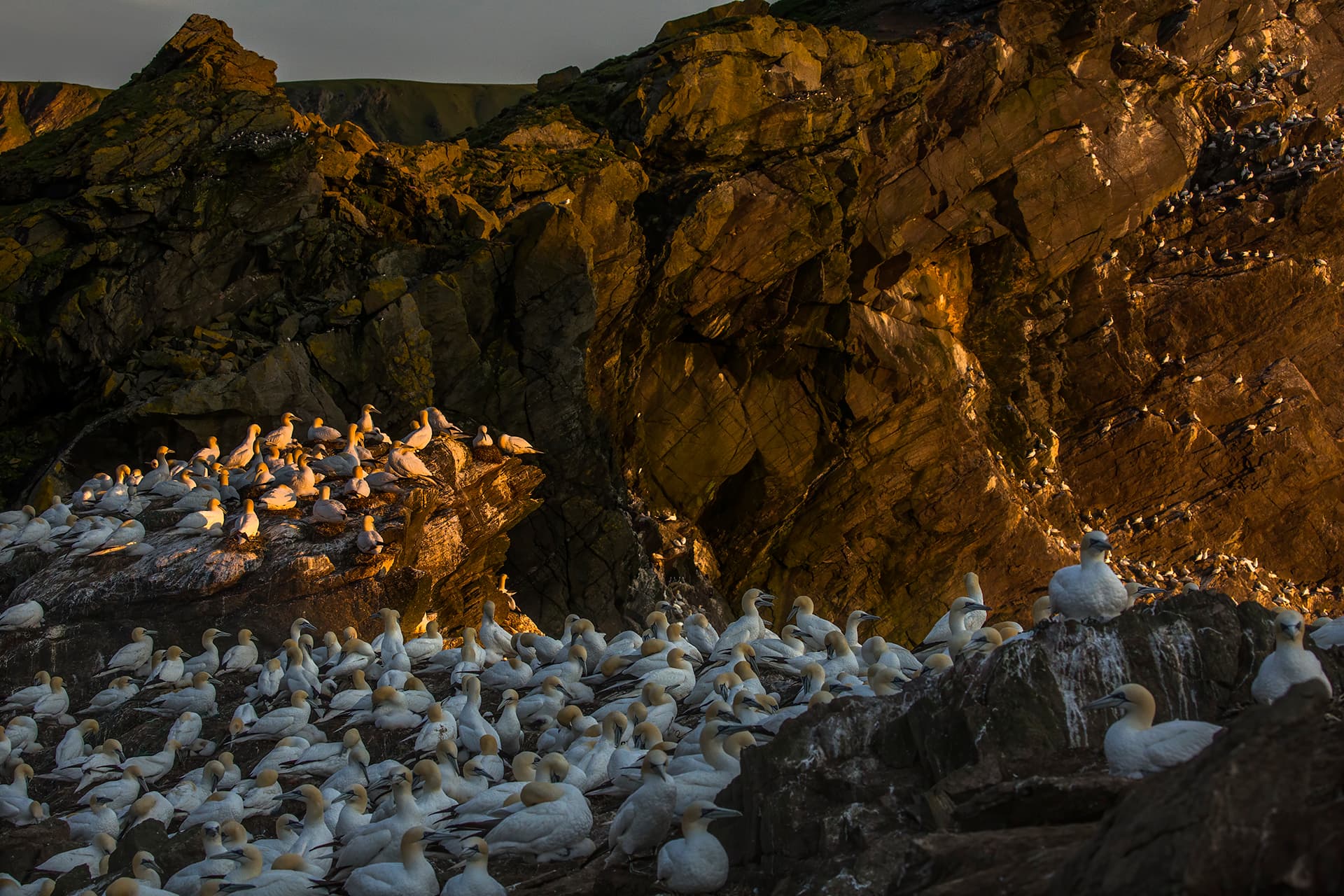 A gannet colony crowded onto a cliff edge at golden hour.