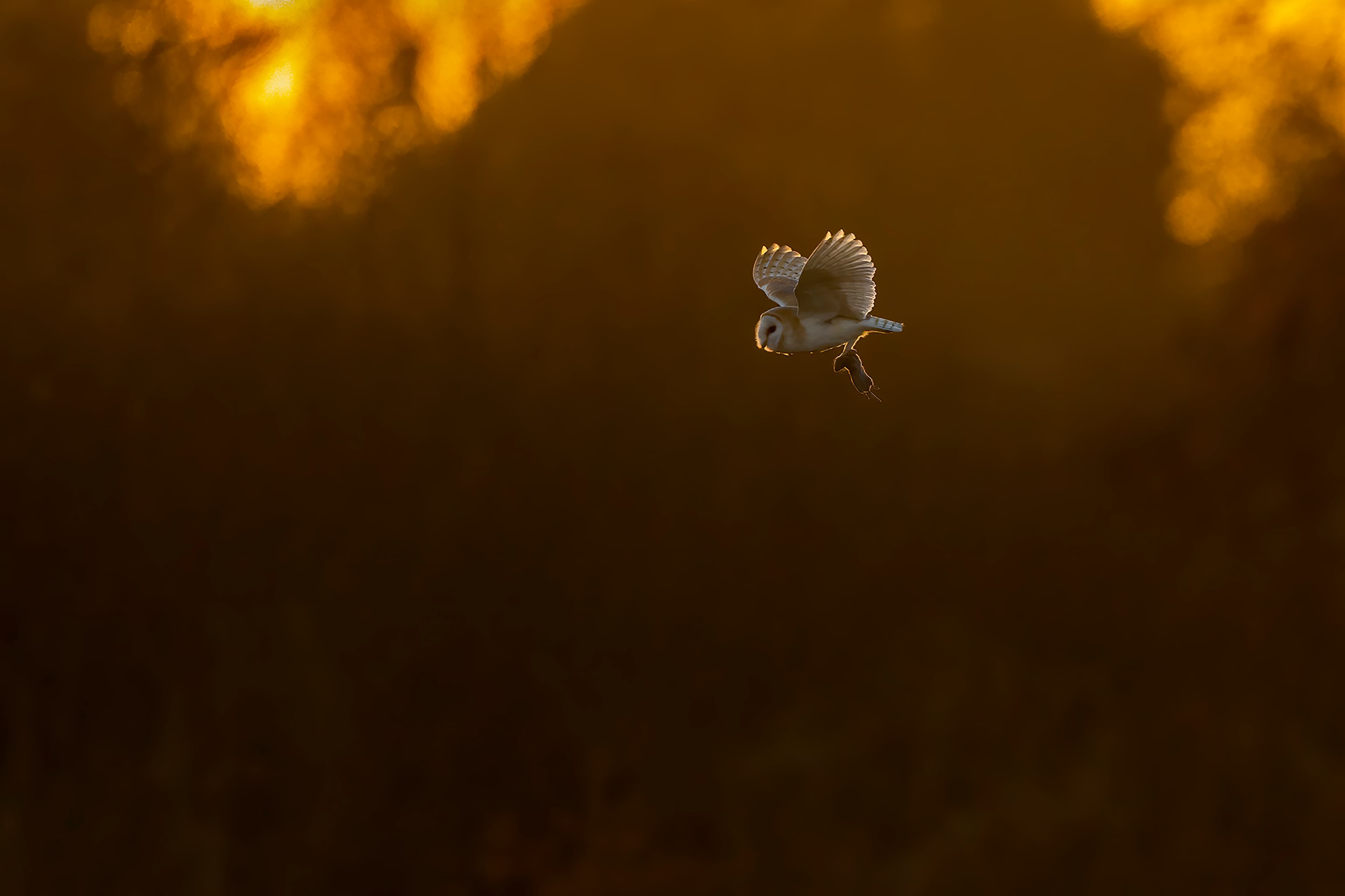 Barn owl flying with prey in its talons, illuminated against a dark woodland at golden hour.