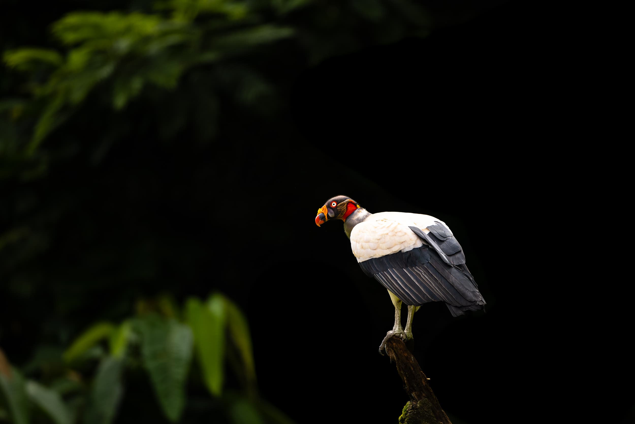 King vulture perched on a branch against the dark Costa Rican rainforest.